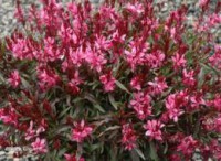 GAURA